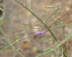 Dicliptera paniculata