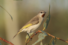 Conopophila rufogularis