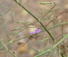 Dicliptera paniculata