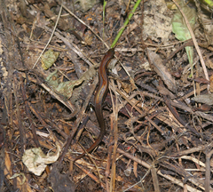 Subdoluseps bowringii
