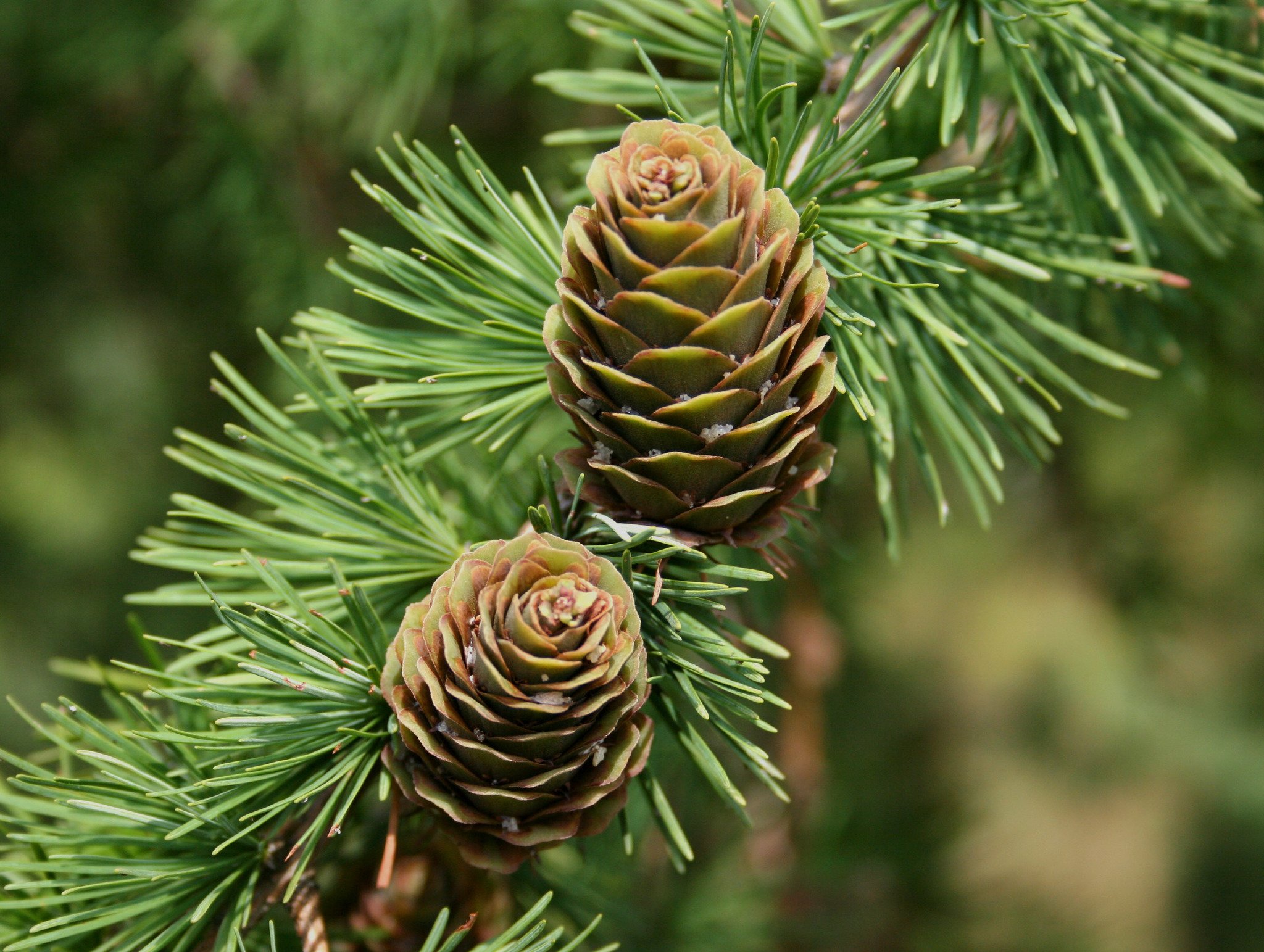 Larix X marschlinsii