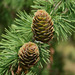 Hybrid Larch - Photo (c) Pleple2000, some rights reserved (CC BY-SA)