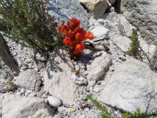 Image of Harveya bolusii by (c) linkie, some rights reserved (CC BY)