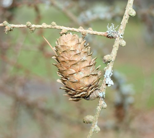 hybrid larch