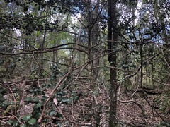 Psydrax odorata buxifolia