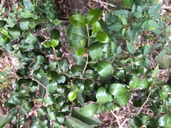 Psydrax odorata buxifolia