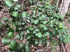 Psydrax odorata buxifolia