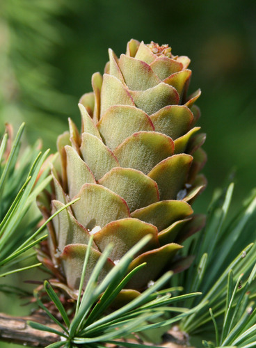 hybrid larch