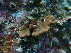 Pocillopora aliciae
