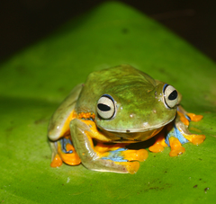 Reinwardt's Tree Frog photo 5