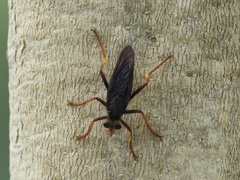 Proagonistes