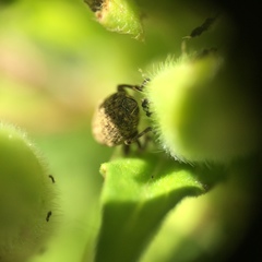 Acanthoscelidius acephalus