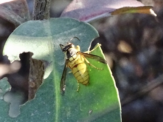 Black Shield Wasp