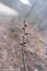Daphne mezereum