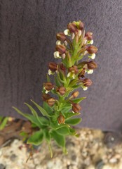 Brachycorythis macowaniana