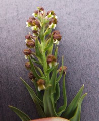 Brachycorythis macowaniana