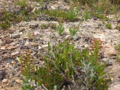 Brachycorythis macowaniana