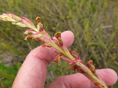 Disa reticulata