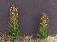 Brachycorythis macowaniana