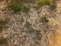 Brachycorythis macowaniana