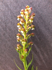 Brachycorythis macowaniana