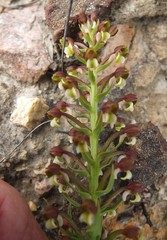 Brachycorythis macowaniana