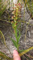 Brachycorythis macowaniana