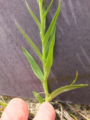 Brachycorythis macowaniana