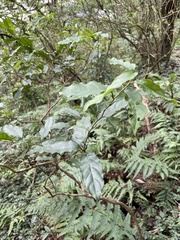 Itea parviflora