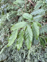 Itea parviflora