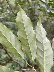 Itea parviflora