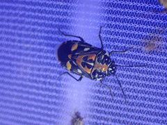 Stenozygum alienatum