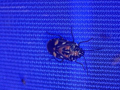 Stenozygum alienatum