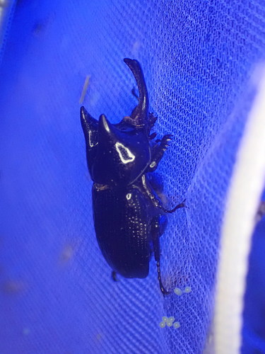 Xenodorus
