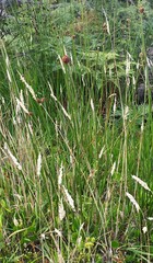 Chorizandra sphaerocephala