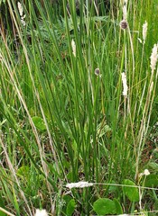 Chorizandra sphaerocephala