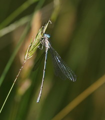 Austrocoenagrion lyelli