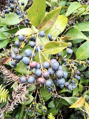 Vaccinium bracteatum