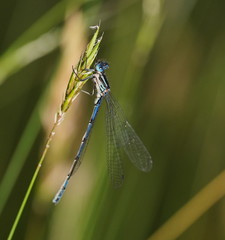Austrocoenagrion lyelli