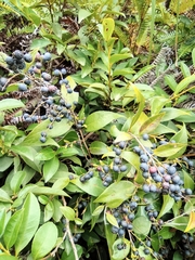 Vaccinium bracteatum