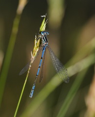 Austrocoenagrion lyelli