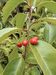 Ilex chinensis