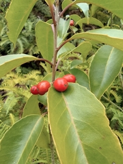 Ilex chinensis