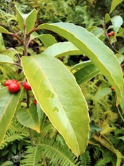 Ilex chinensis