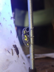 Polyclaeis longicornis