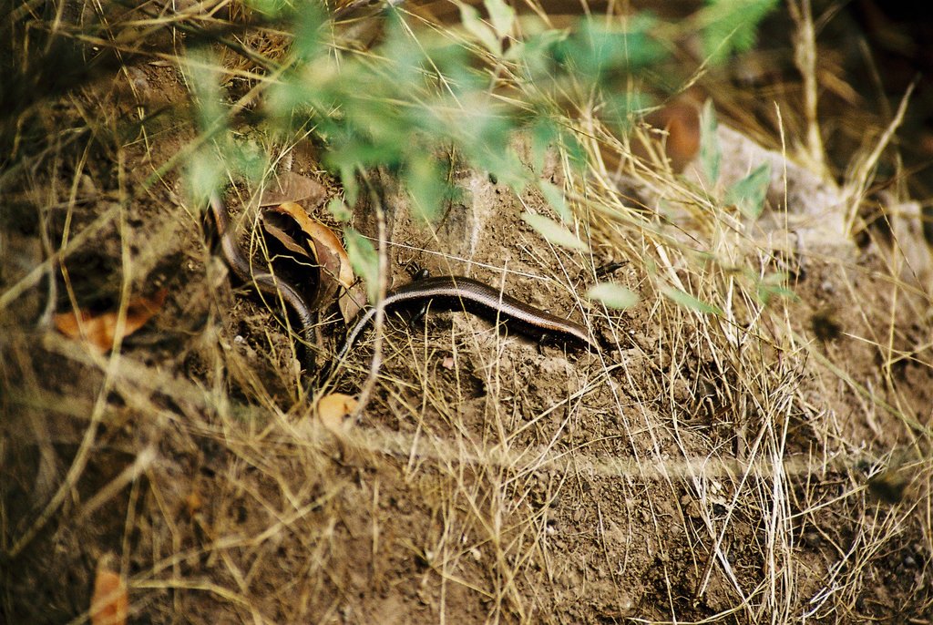 Canaryan Cylindrical Skink