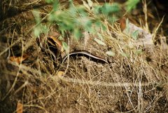 Chalcides coeruleopunctatus