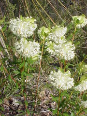Pimelea lehmanniana