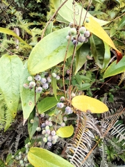 Smilax glabra