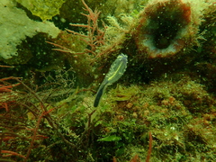 Clavelina meridionalis